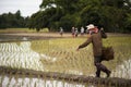 Farmers carry bamboo basket containing seedlings for planting