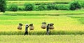 Farmers carry rice on the field in Hagiang, Vietnam