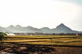 Farmers carry rice harvested in the villages in java