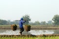 Farmers carrying seedlings of rice