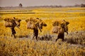 Farmers carrying yellowish paddy crops on shoulders in a field