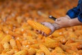 Farmers are checking the corncobs at their fields, corn for animal feed. By mobile phone