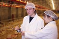 Farmers in Chicken Farm Royalty Free Stock Photo