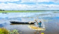 Farmers are cleaning lilies after harvest under swamps in flood season