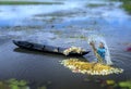 Farmers are cleaning lilies after harvest under swamps in flood season