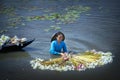 Farmers are cleaning lilies after harvest under swamps in flood season