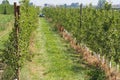 Farmers clearing pears plantation, lerida