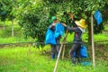 Farmers covering longan with plastic mesh bags