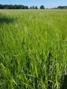 Wheat growing in a English crop field.