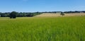 Wheat growing in a English crop field.