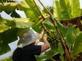 Farmers are cutting bananas for sale. Royalty Free Stock Photo