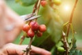 Farmers cutting branch of cherry Coffee, red or ripe arabica berries. Harvesting, agriculture, plantation concepts Royalty Free Stock Photo