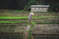 Farmers are digging the soil Royalty Free Stock Photo