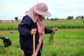 Farmers Harvesting organically green shallots.