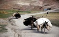 Farmers with donkeys in a small village between Chaghcharan and the Minaret of Jam in Afghanistan