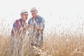 Farmers examining wheat grains in field