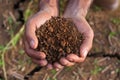 Farmers' expert hands check soil health before planting vegetable seeds or seedlings. Business idea or ecology