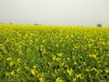 Farmers farm Indian sarso Ka khet Royalty Free Stock Photo