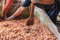 Fermenting cocoa beans to make chocolate