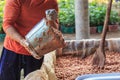 Fermenting cocoa beans to make chocolate