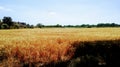 Field of wheat Royalty Free Stock Photo