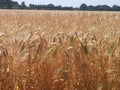 Field of wheat Royalty Free Stock Photo