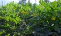 Farmers field with growing organic zucchini courgette vegetables in Lazio, Italy