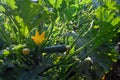 Farmers field with growing organic zucchini courgette vegetables in Lazio, Italy