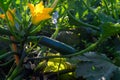 Farmers field with growing organic zucchini courgette vegetables in Lazio, Italy