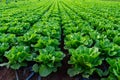 Farmers field with growing in rows green organic lettuce leaf vegetables Royalty Free Stock Photo