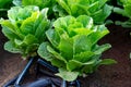 Farmers field with growing in rows green organic lettuce leaf vegetables Royalty Free Stock Photo