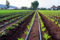 Farmers field with growing in rows green organic lettuce leaf vegetables Royalty Free Stock Photo