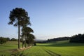 Farmers field with monkey puzzle trees