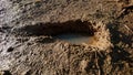 Farmers` footprints filled with water on paddy fields Royalty Free Stock Photo