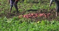 Farmers gathering the harvest