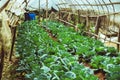 Farmers grow cabbage vegetables in the garden Royalty Free Stock Photo