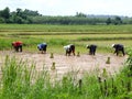 Farmers grow rice farming