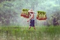 Farmers grow rice in the rainy season