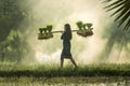 Farmers grow rice in the rainy season