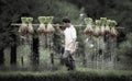 Farmers grow rice in the rainy season