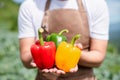 Farmers grow young seedlings bell pepper