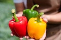 Farmers grow young seedlings bell pepper