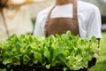 Farmers grow young seedlings of salad greens in the garden Royalty Free Stock Photo