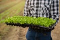 Farmers grow young seedlings of salad greens in the garden Royalty Free Stock Photo