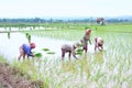 Farmers Growing Rice