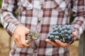 Farmers hand with blue grapes Royalty Free Stock Photo