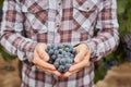 Farmers hand with blue grapes Royalty Free Stock Photo