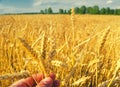 Farmers hand examining stems of ripe wheat seeds