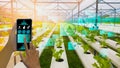 Farmers hand hold smartphone monitor and track agricultural produce through modern wireless networks with 5G technology in farms,