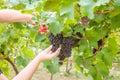 Farmers hand holding and cutting blue ripe grapes in cluster Royalty Free Stock Photo